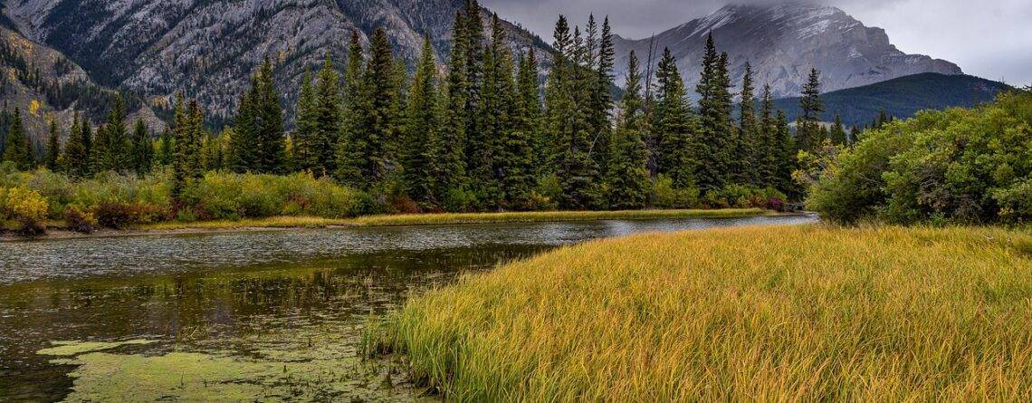 Lush forests and mountains in Olympic National Park.