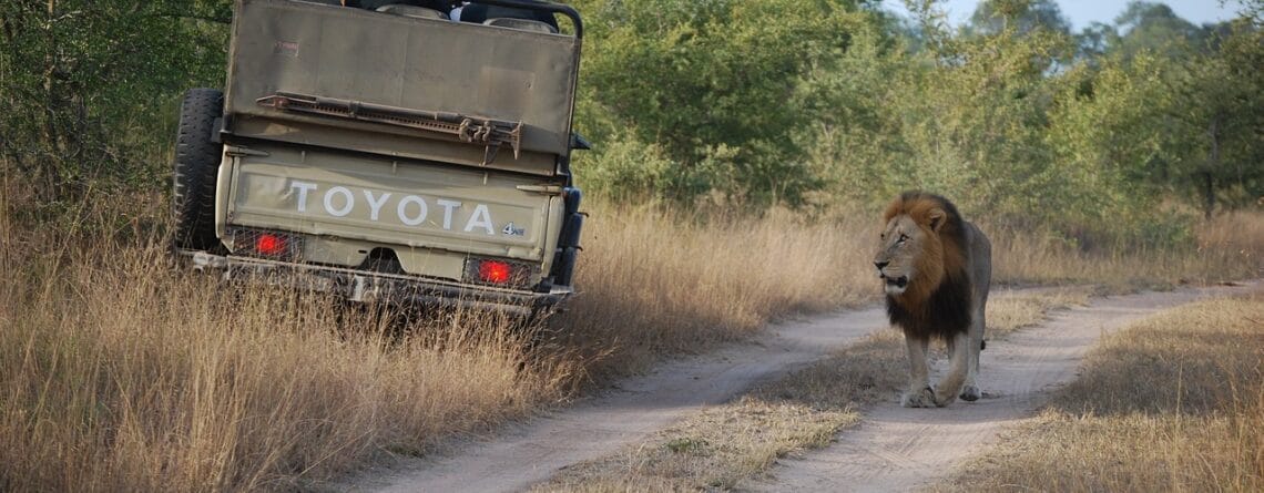 lion walking in golden grasslands during a safari.