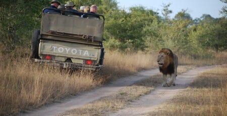 lion walking in golden grasslands during a safari.