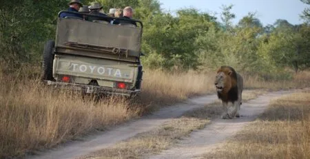 lion walking in golden grasslands during a safari.
