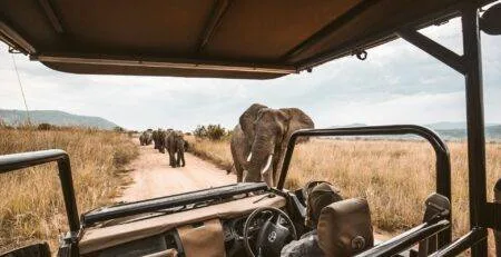 View from inside a safari vehicle on a dirt road, with a group of elephants walking nearby in a grassy landscape with hills in the background; one elephant is especially close to the vehicle, and the driver is visible wearing a hat.